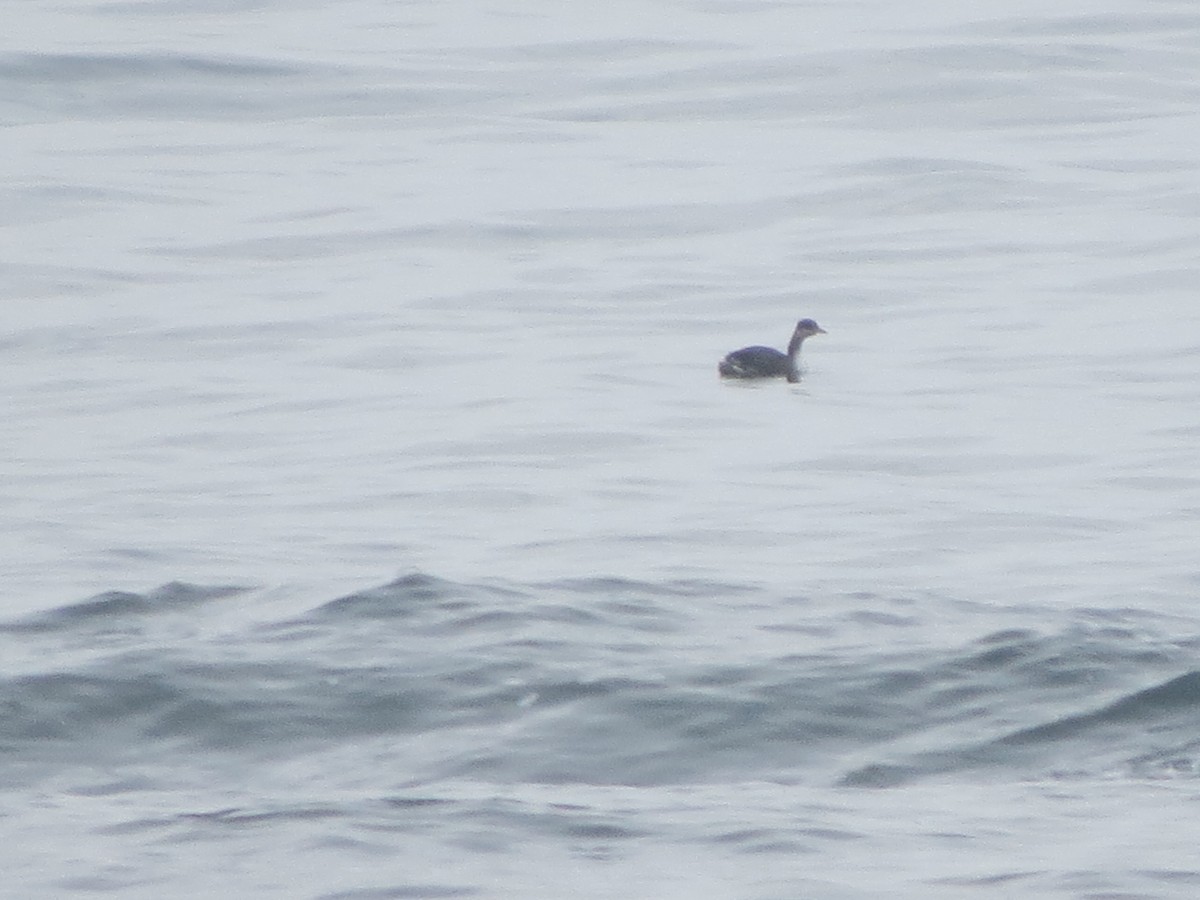 Somormujo Cuellirrojo - ML645915785