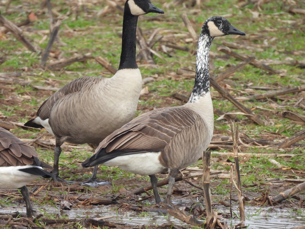 ברנטה קנדית - ML645915786