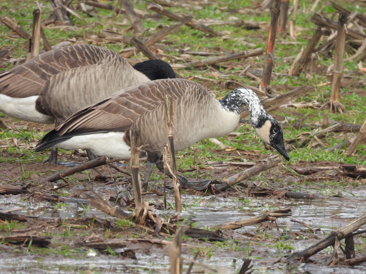 ברנטה קנדית - ML645915787