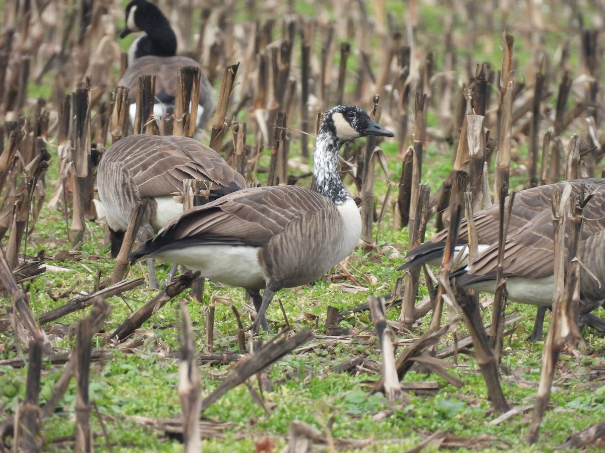 ברנטה קנדית - ML645915788