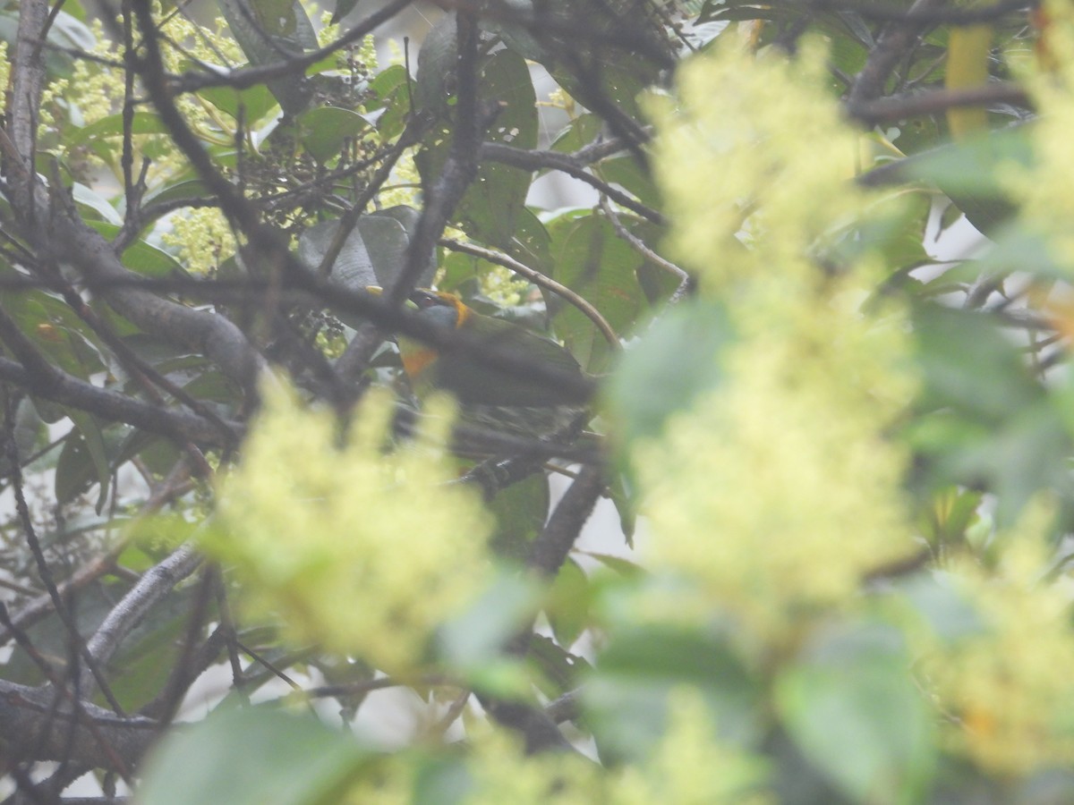 Red-headed Barbet - ML645915797