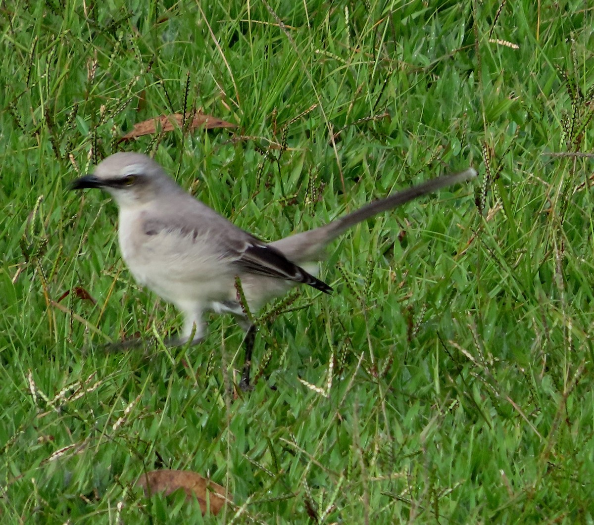 Tropikal Taklitçi - ML645915802