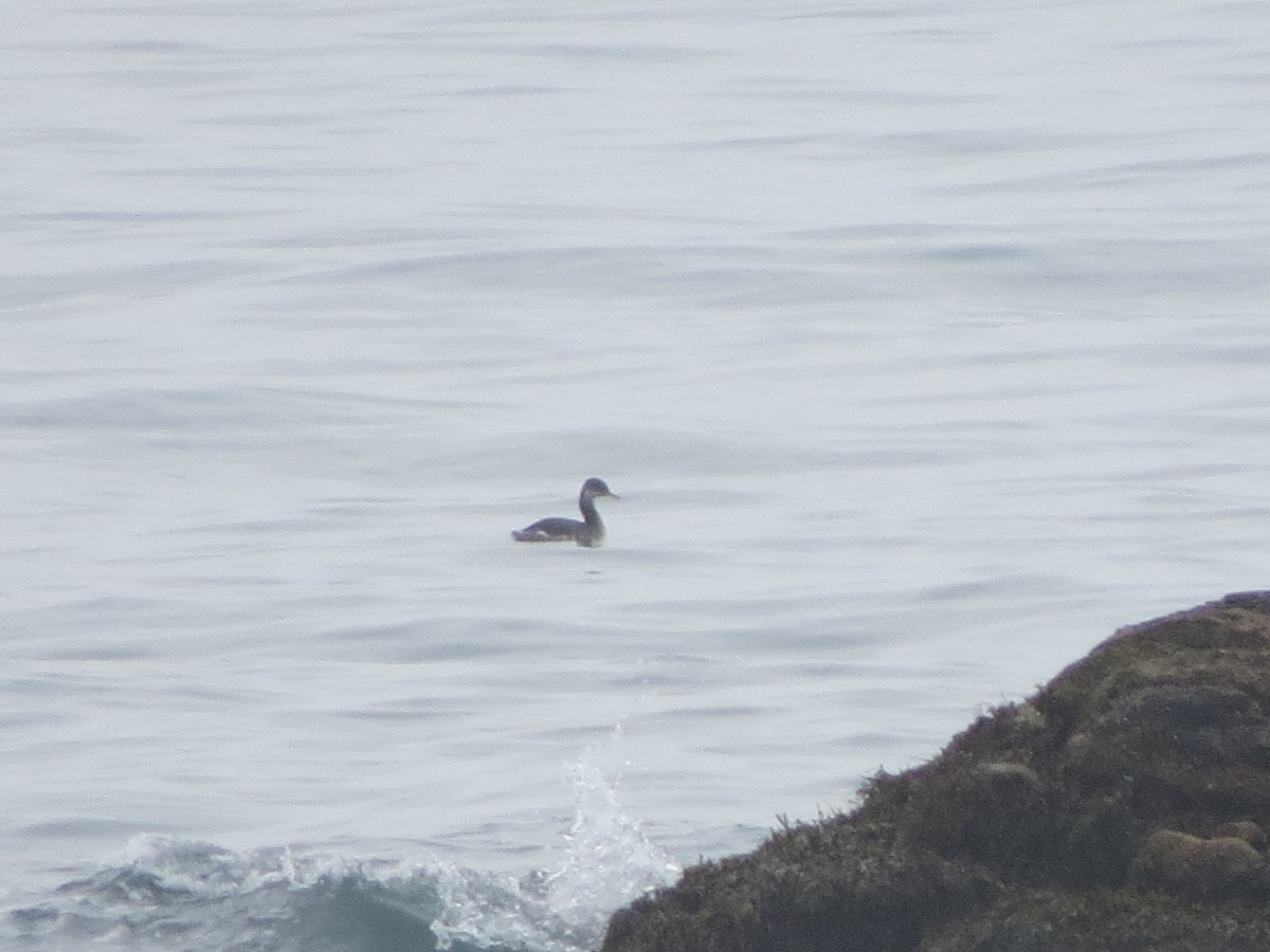 Somormujo Cuellirrojo - ML645915805