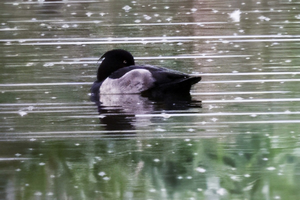 Tufted Duck - ML645915806