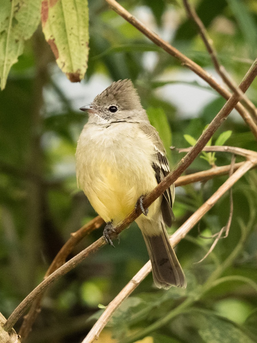 Желтобрюхая эления - ML645915807