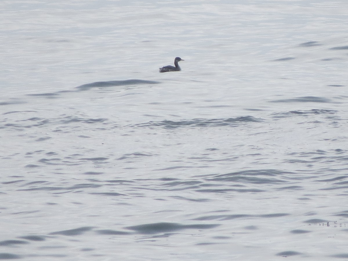 Somormujo Cuellirrojo - ML645915817