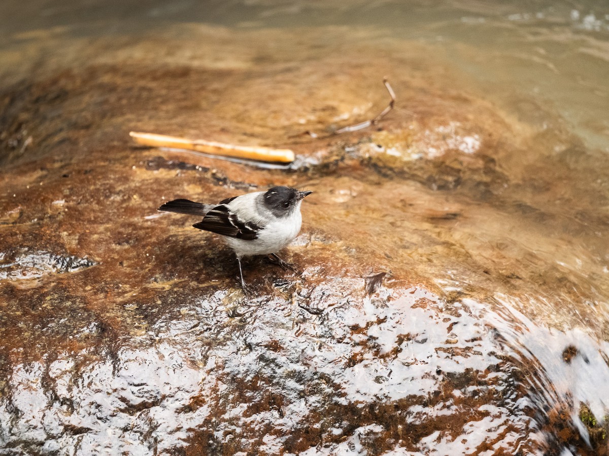 Torrent Tyrannulet - ML645915822