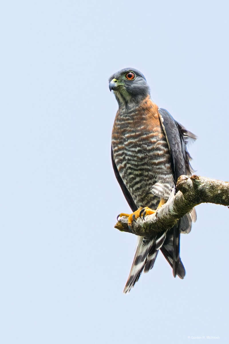 Double-toothed Kite - ML645915827