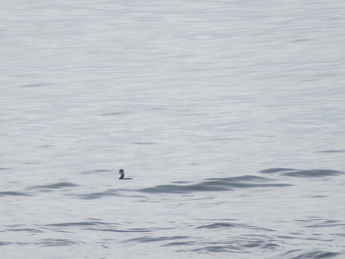 Somormujo Cuellirrojo - ML645915828