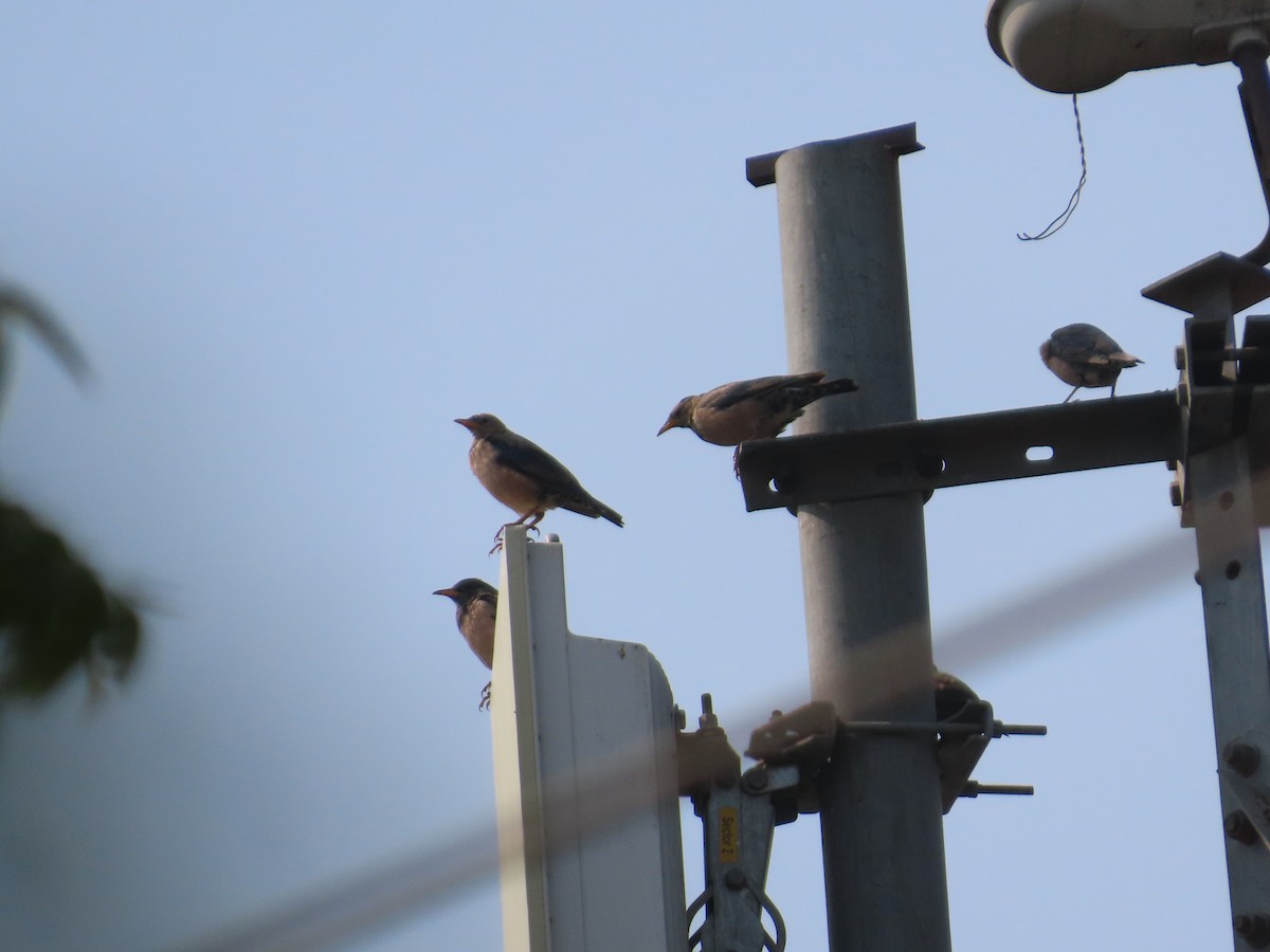 Rosy Starling - ML645915829