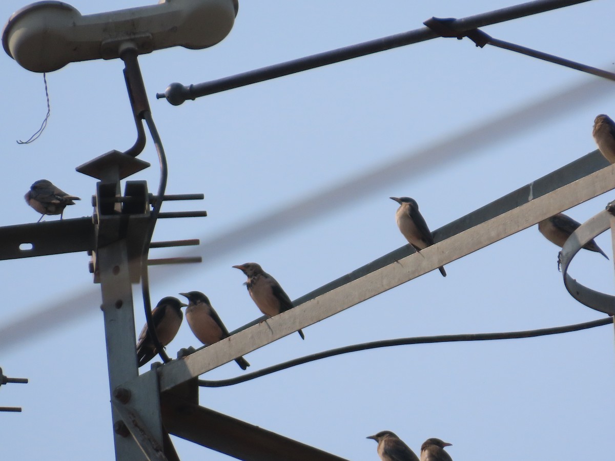 Rosy Starling - ML645915830