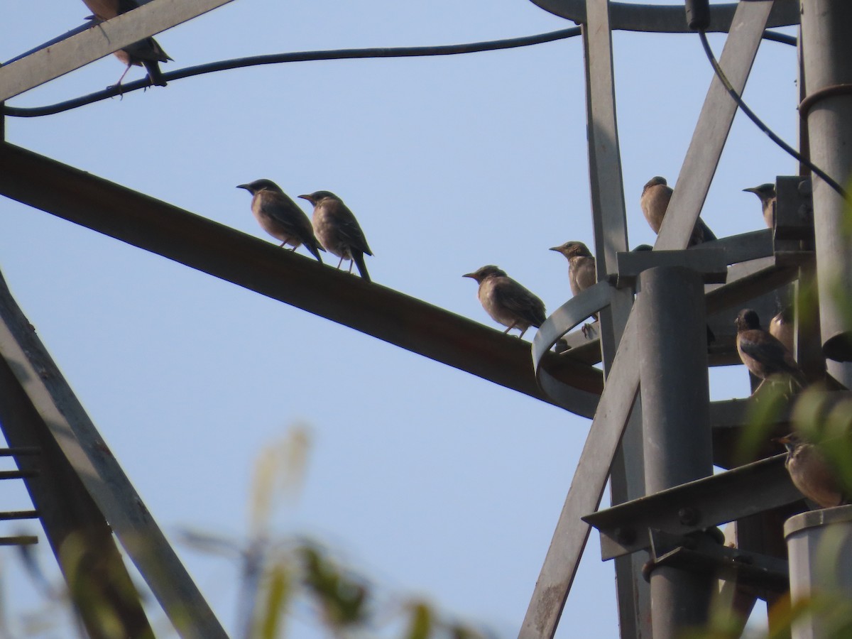 Rosy Starling - ML645915831