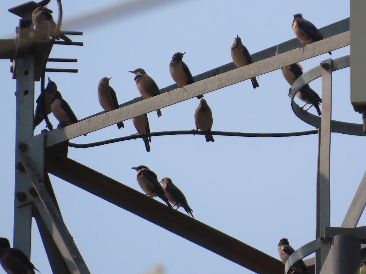 Rosy Starling - ML645915839