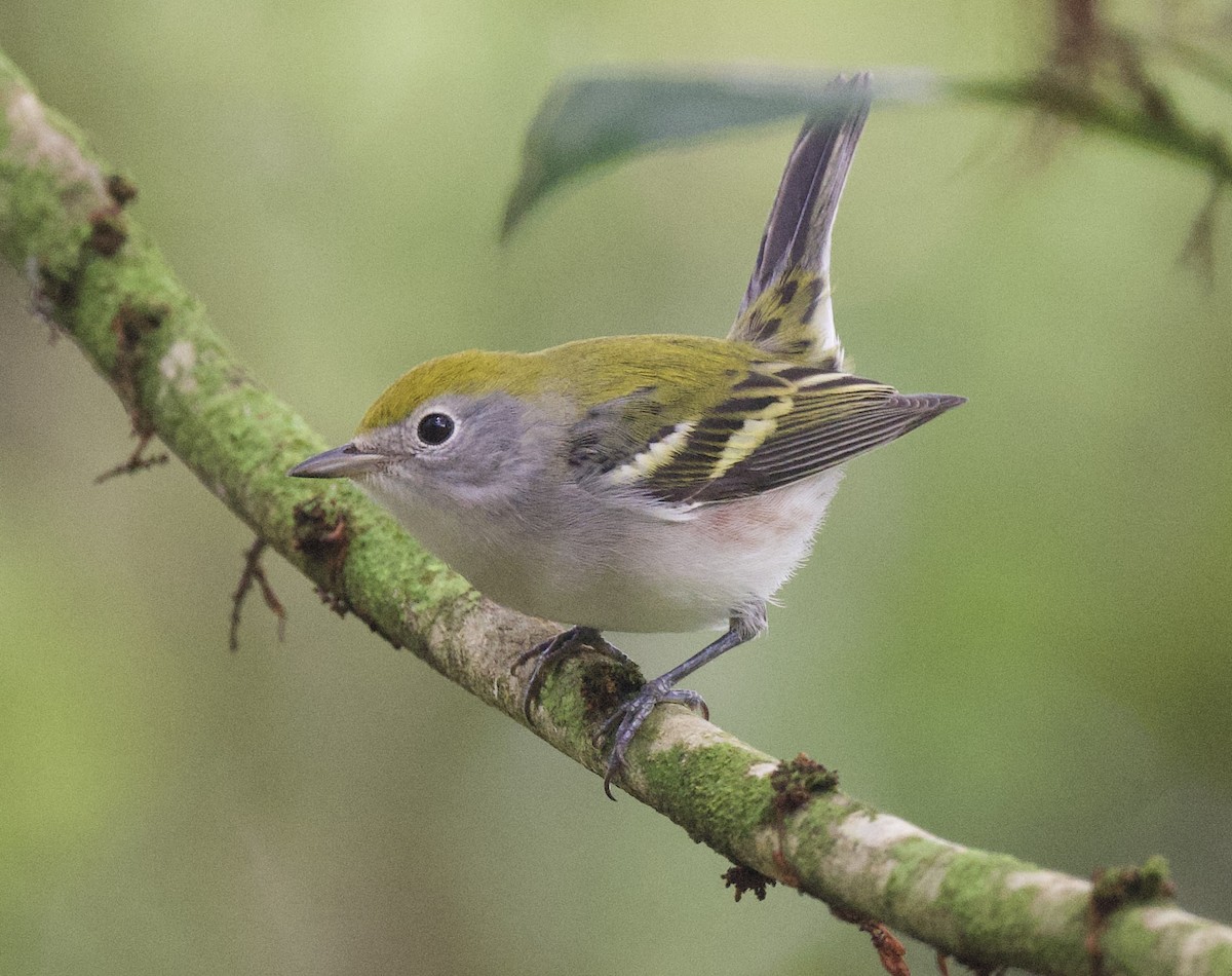 Chestnut-sided Warbler - ML645915841