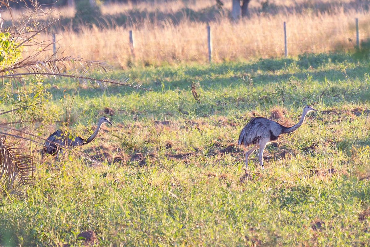 nandu pampový - ML645915848