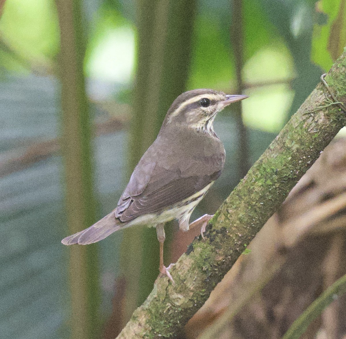 Northern Waterthrush - ML645915849