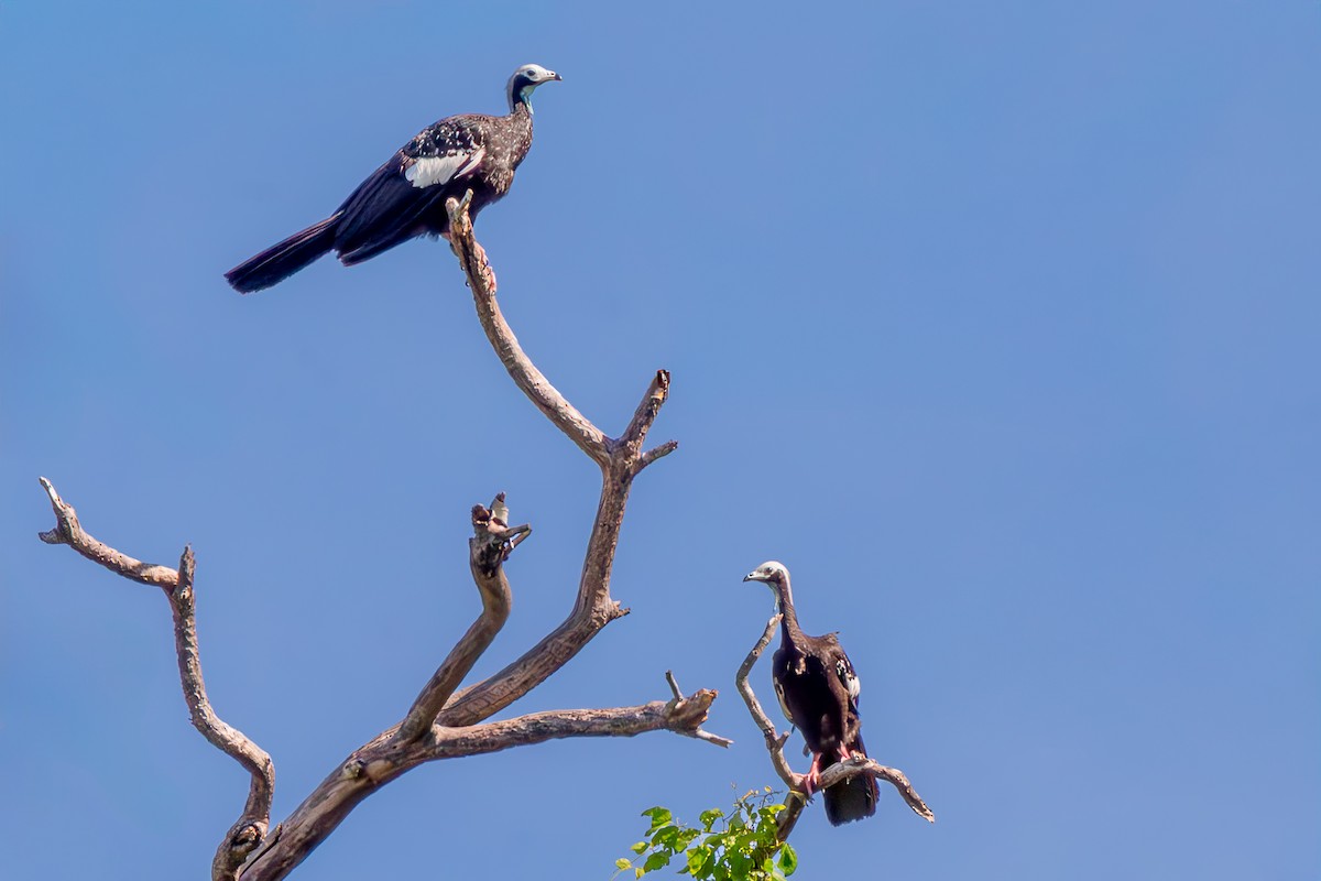 White-throated Piping-Guan - ML645915850