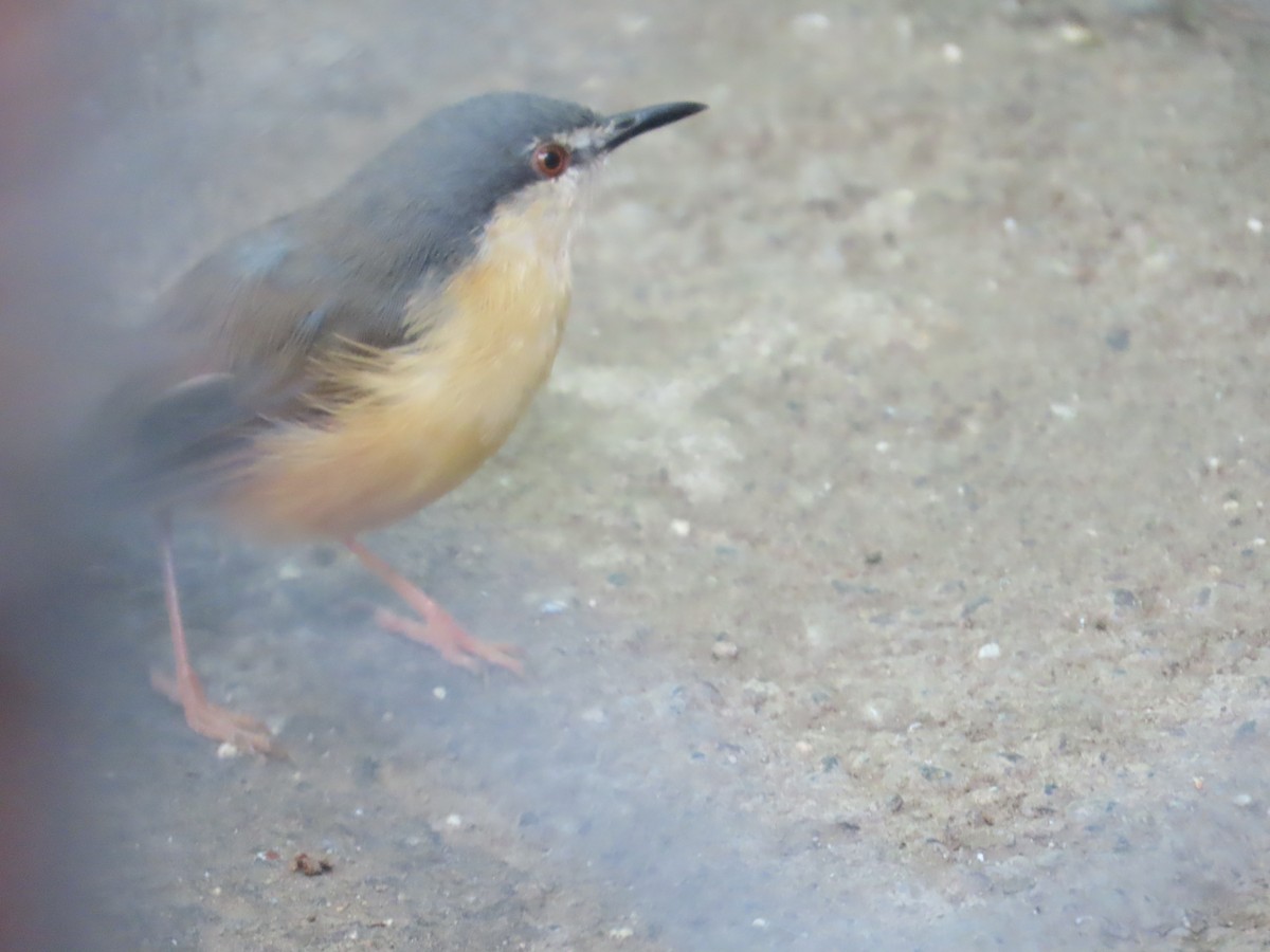 Ashy Prinia - ML645915863