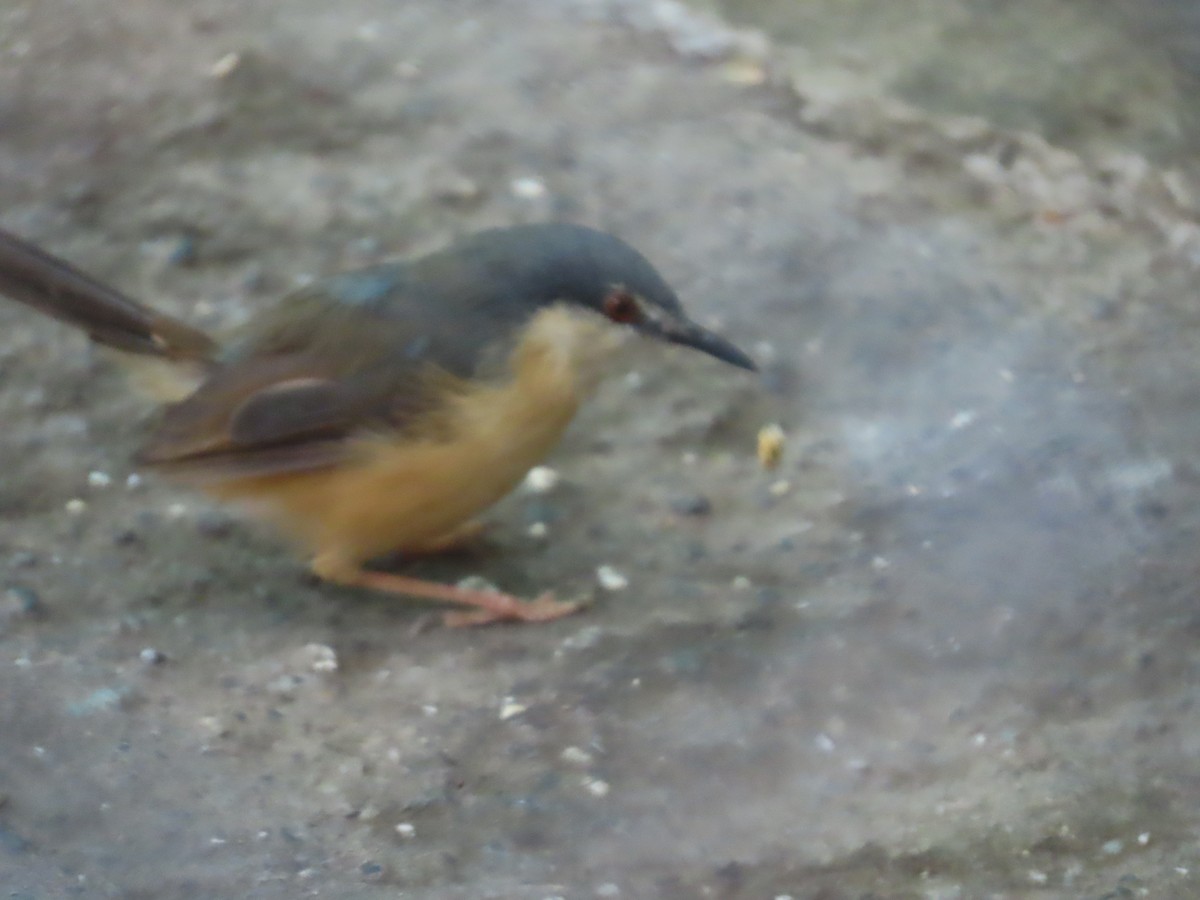 Ashy Prinia - ML645915864