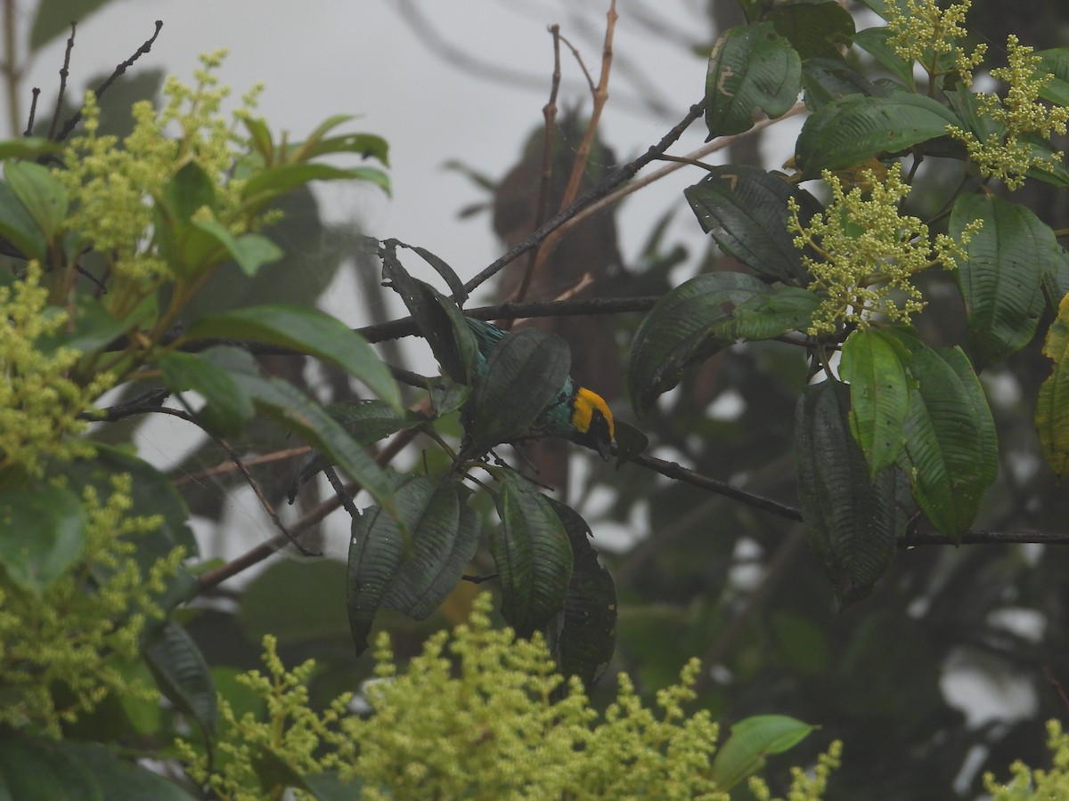 Saffron-crowned Tanager - ML645915866