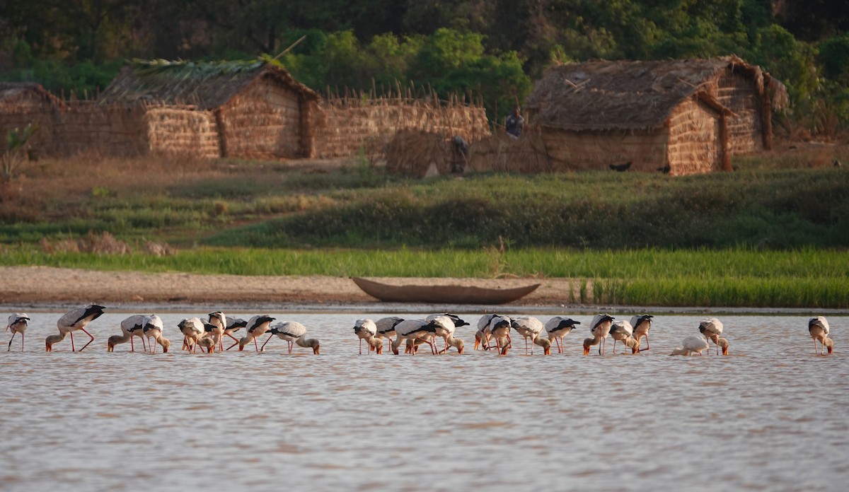 Yellow-billed Stork - ML645915886