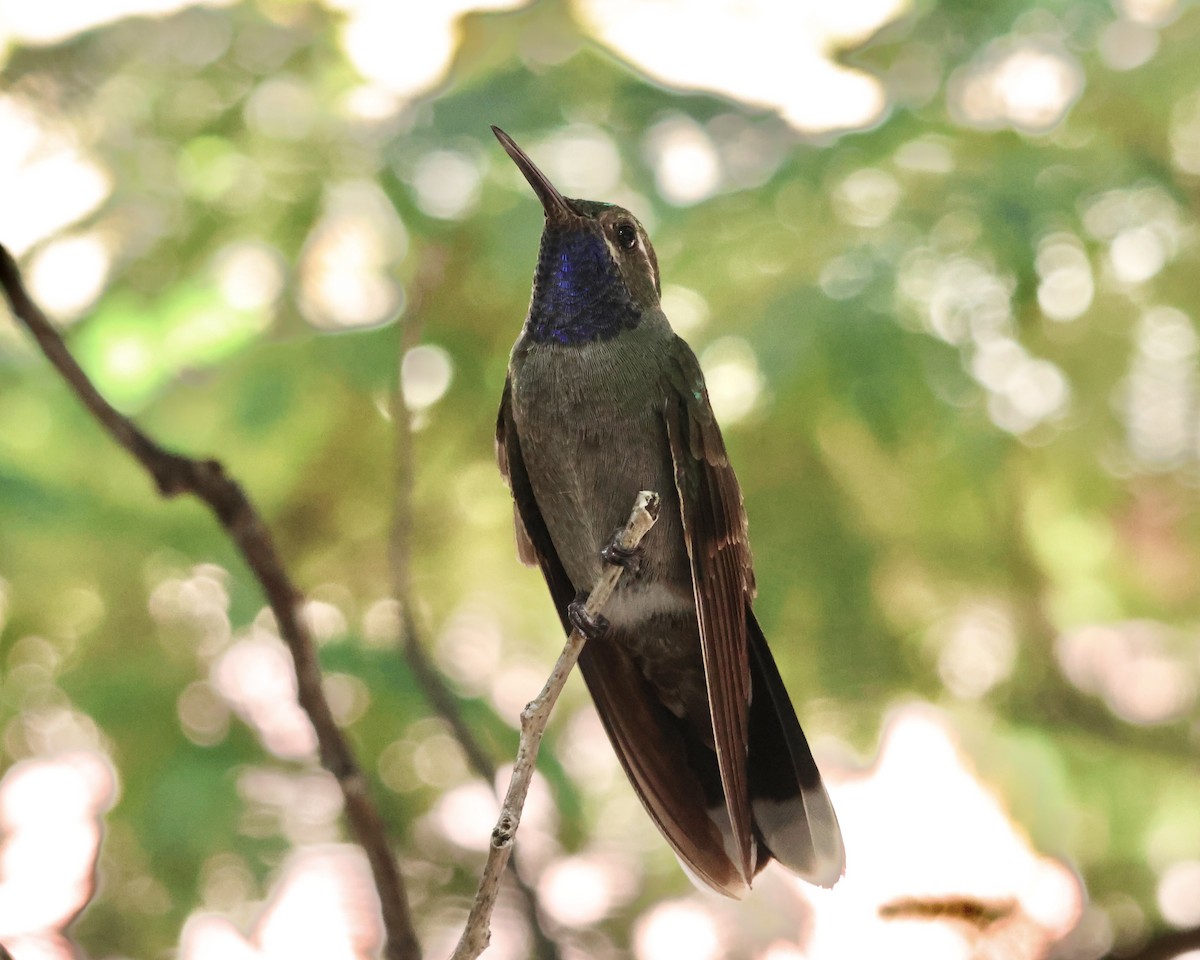 Blue-throated Mountain-gem - ML645915887