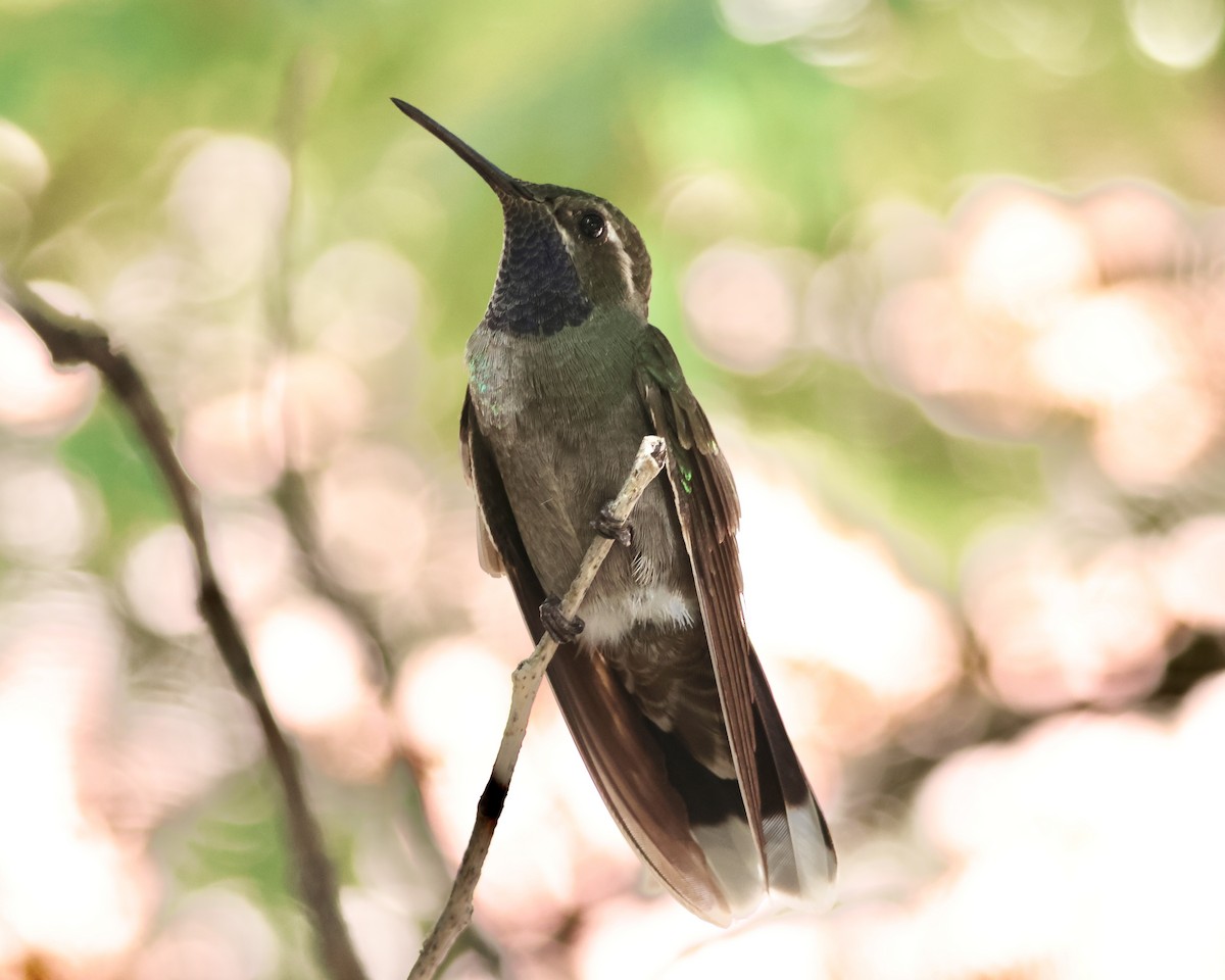 Blue-throated Mountain-gem - ML645915888