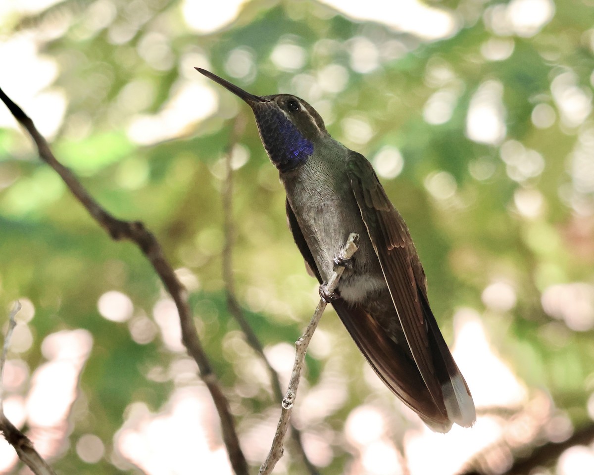 Blue-throated Mountain-gem - ML645915889