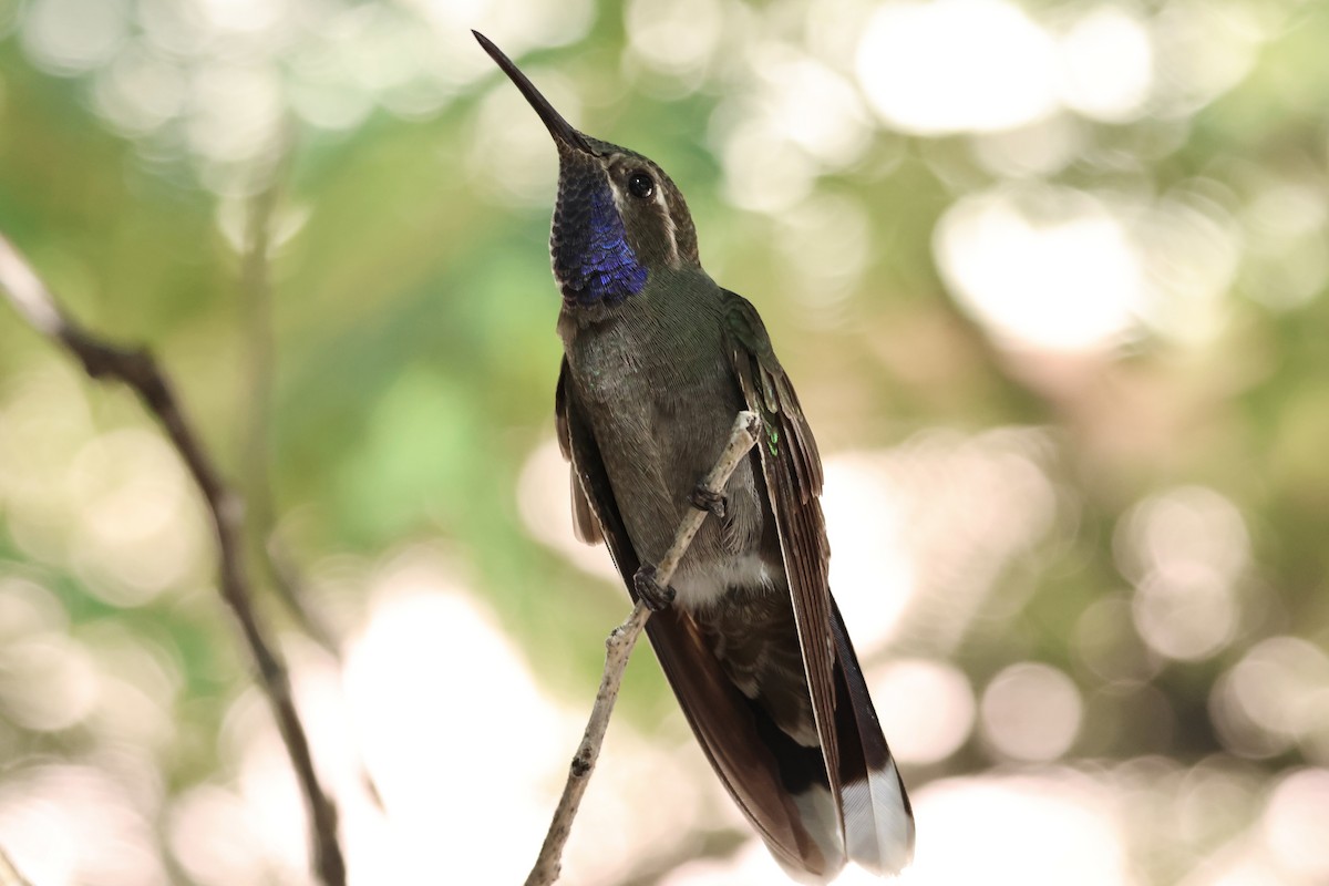 Blue-throated Mountain-gem - ML645915891