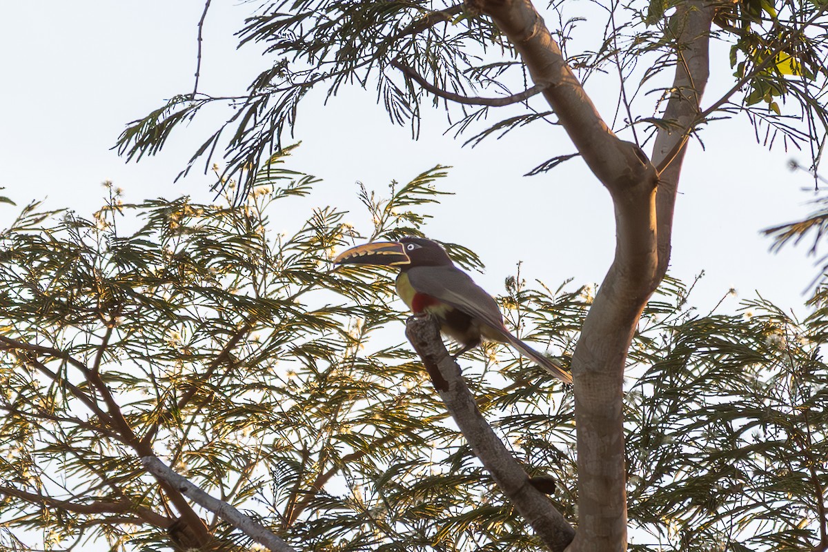 arassari hnědouchý - ML645915892