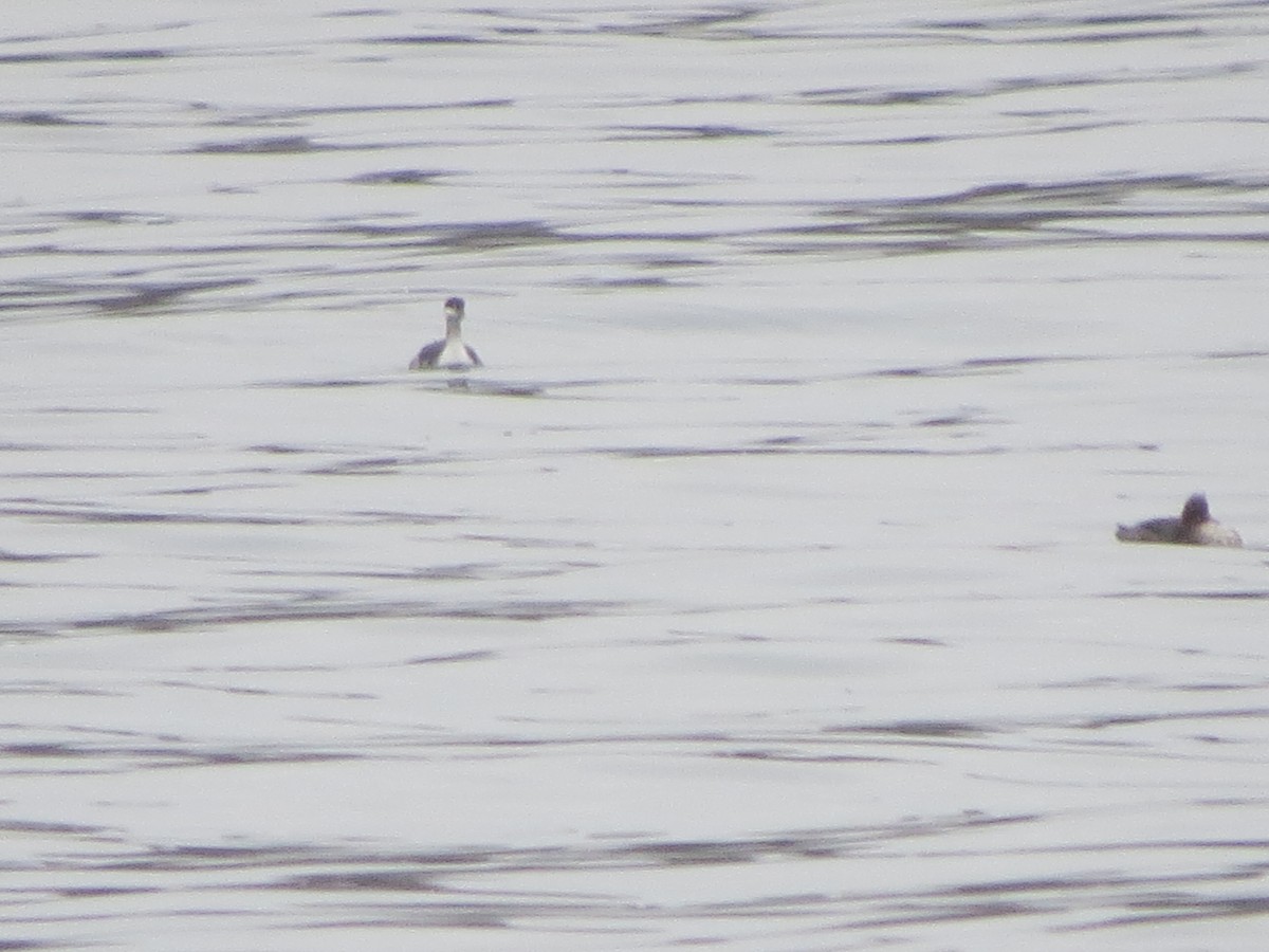 ミミカイツブリ - ML645915893