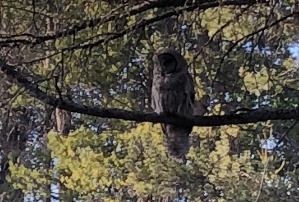 לילית אפורה - ML645915894