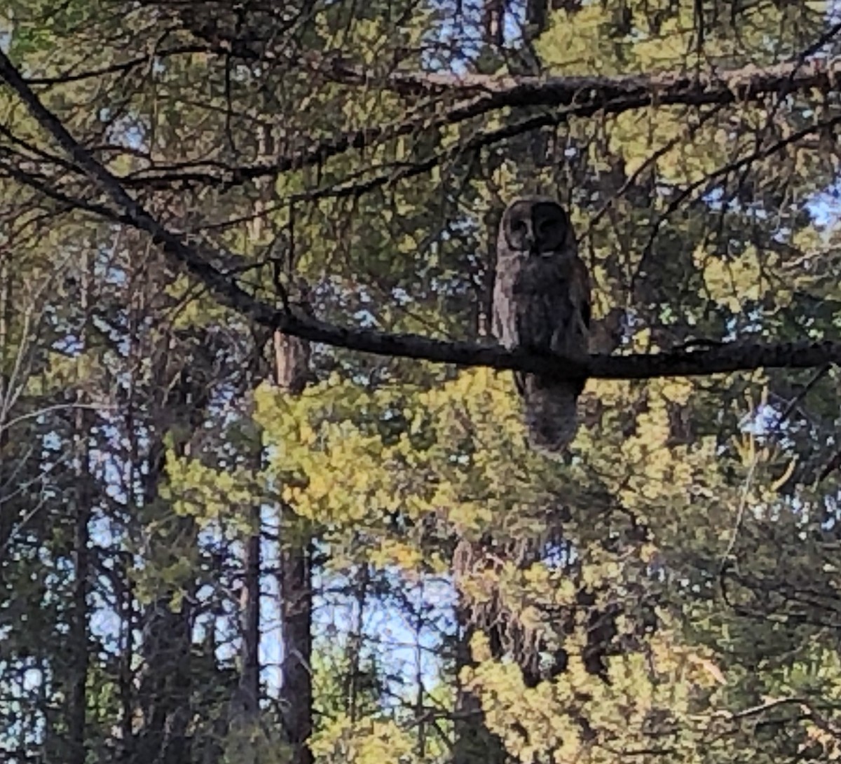 לילית אפורה - ML645915900