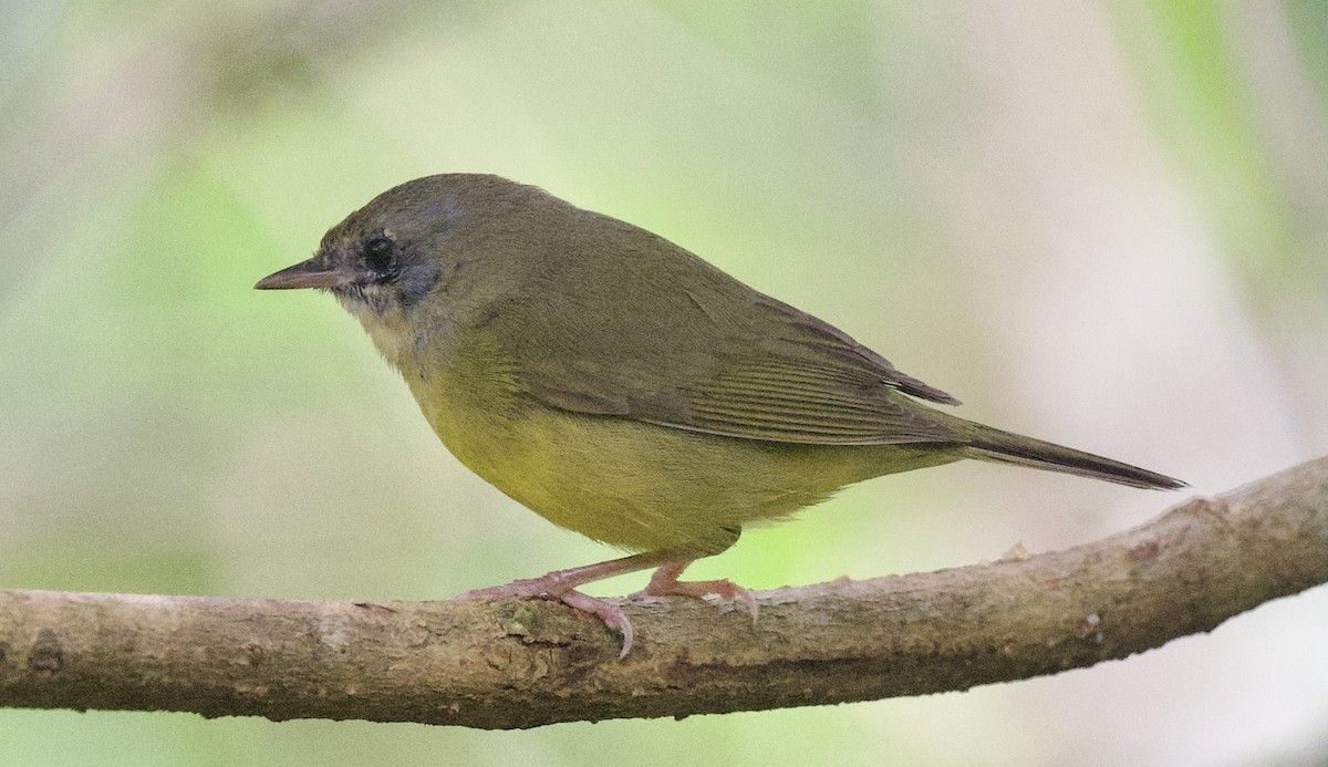 Цитринка чорновола - ML645915901