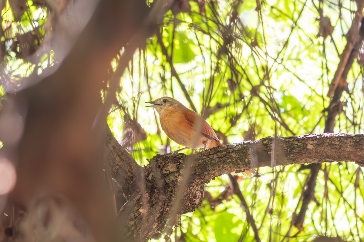White-lored Spinetail - ML645915902