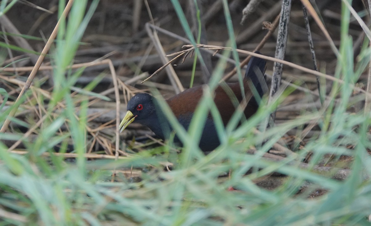 Sakalava Rail - ML645915920