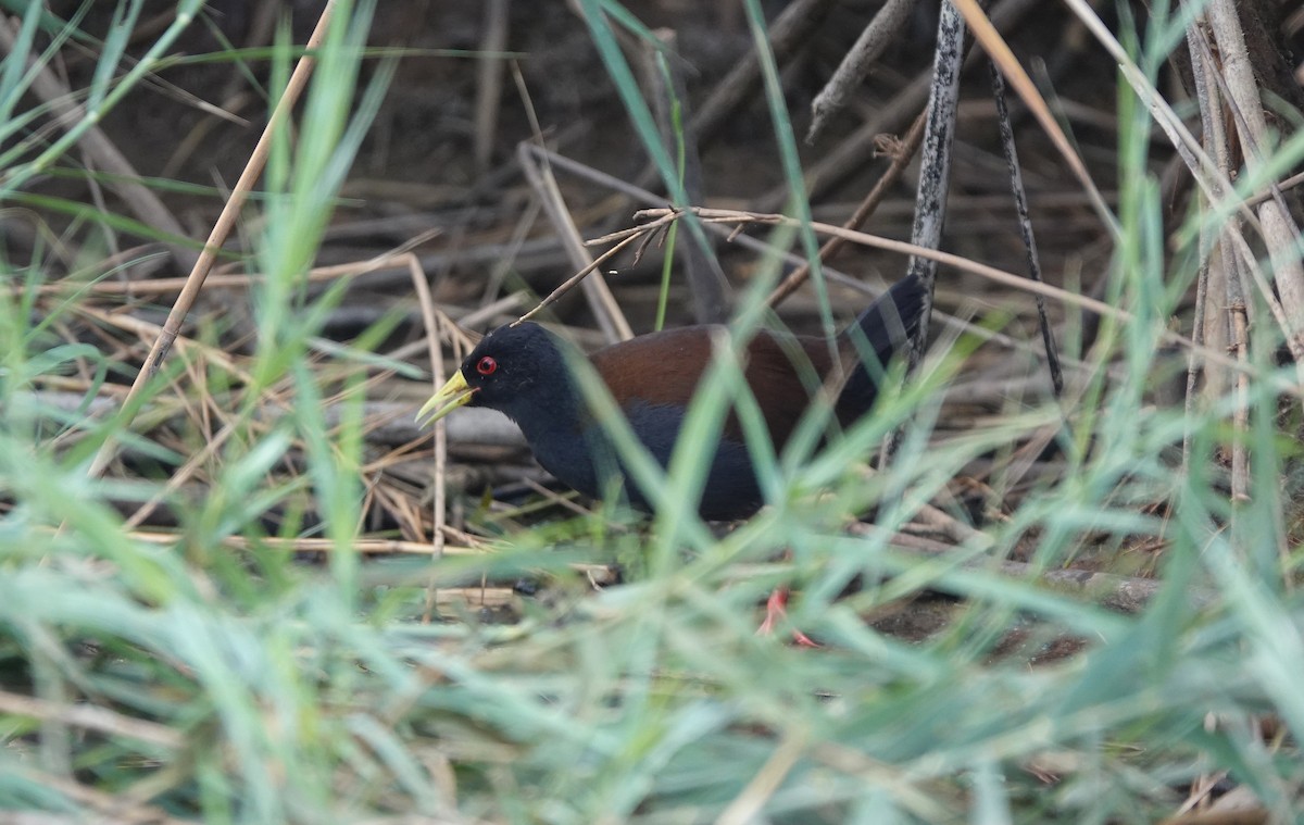 Sakalava Rail - ML645915921