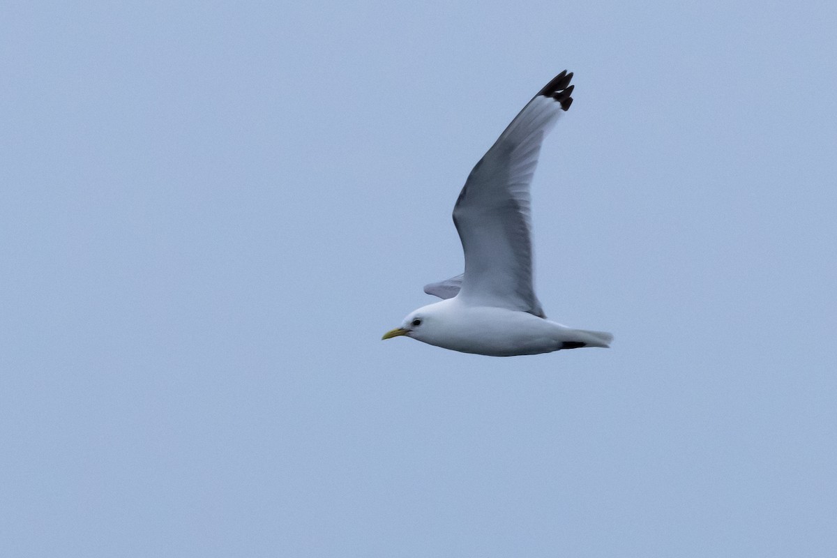 Black-legged Kittiwake - ML645915925
