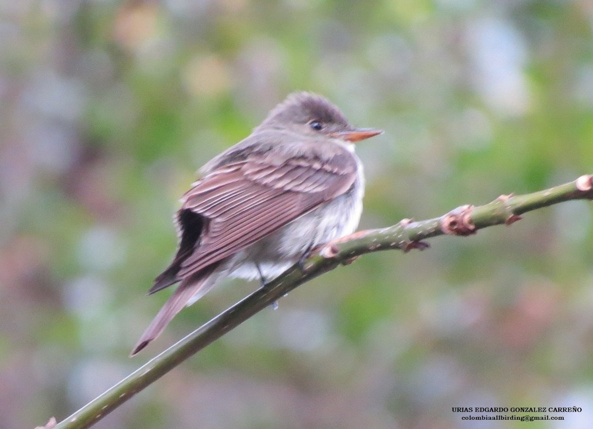 Eastern Wood-Pewee - ML645915926