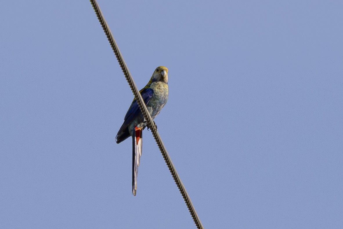 Pale-headed Rosella - ML645915933