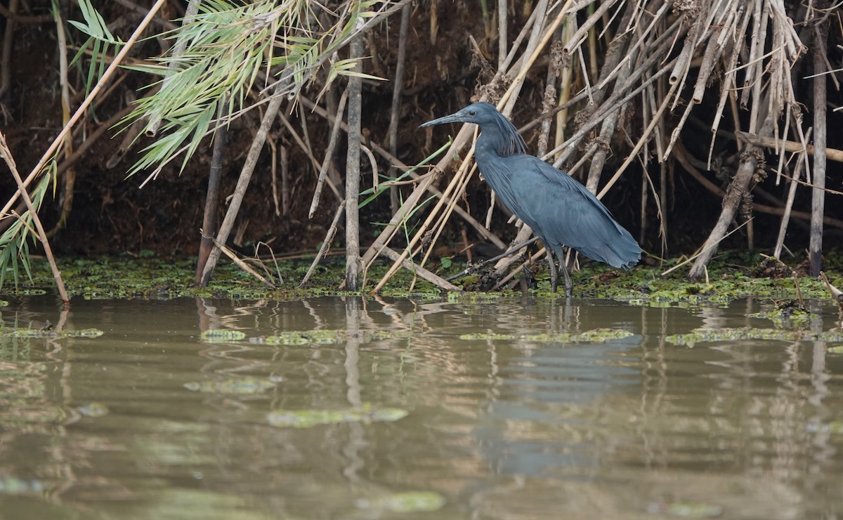 Glockenreiher - ML645915940