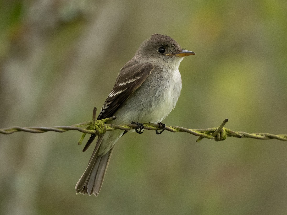 Eastern Wood-Pewee - ML645915941