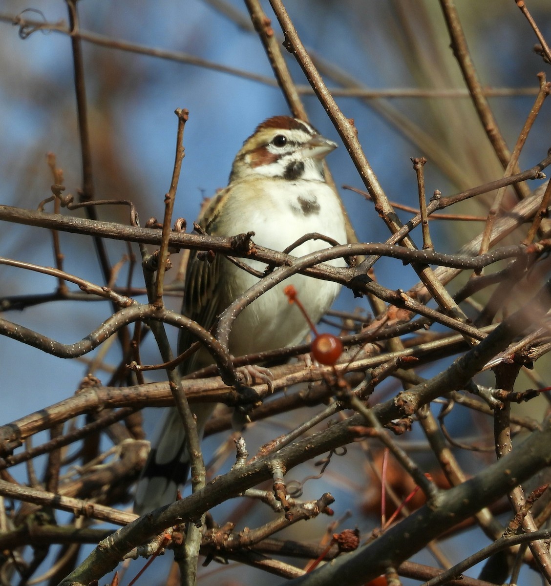 Lark Sparrow - ML645915961