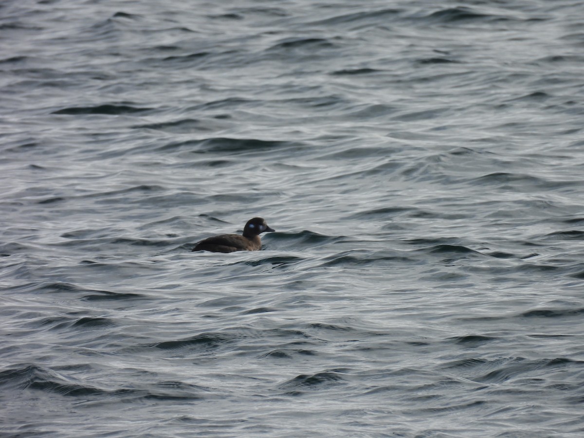 Harlequin Duck - ML645915977