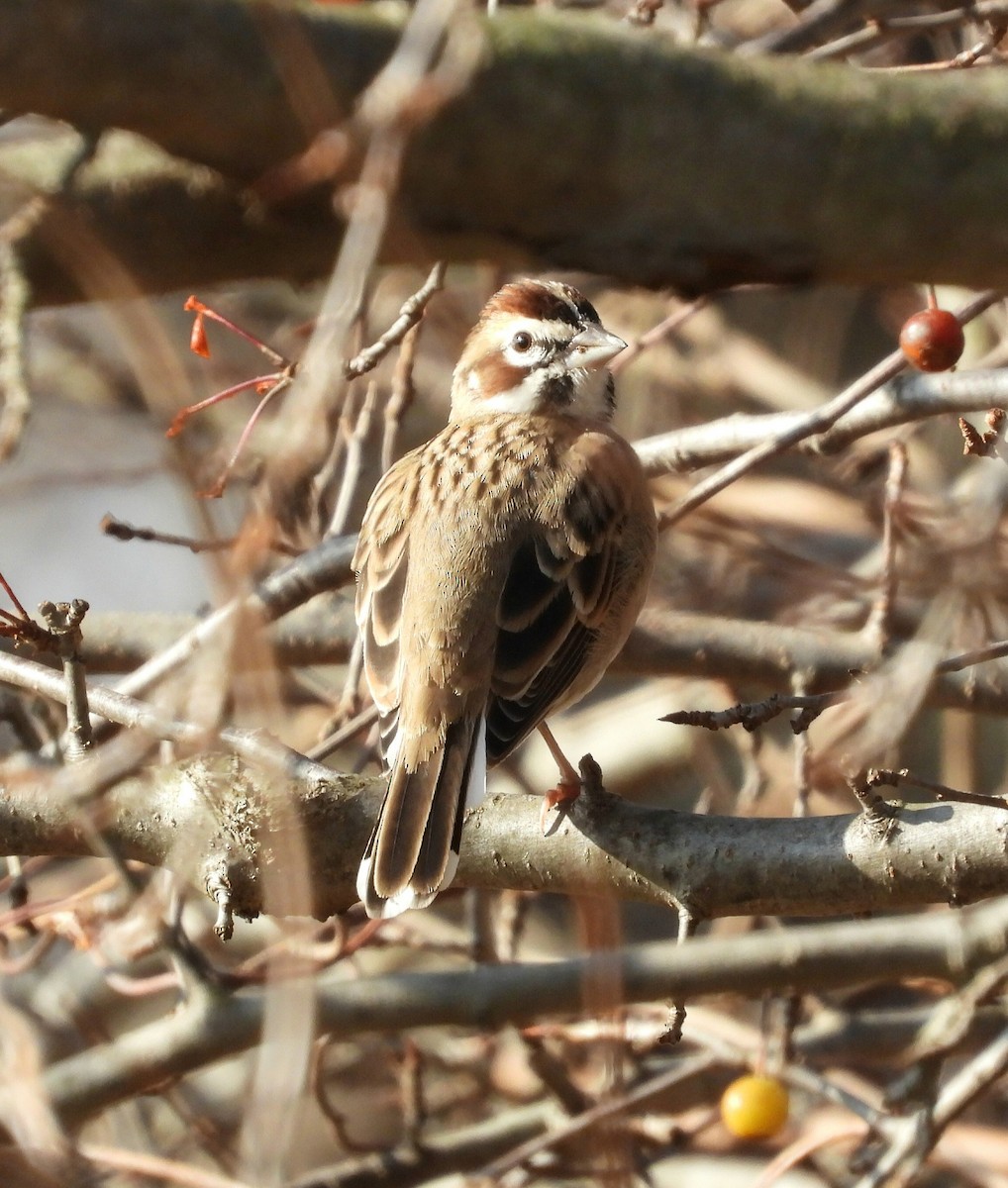Lark Sparrow - ML645915986