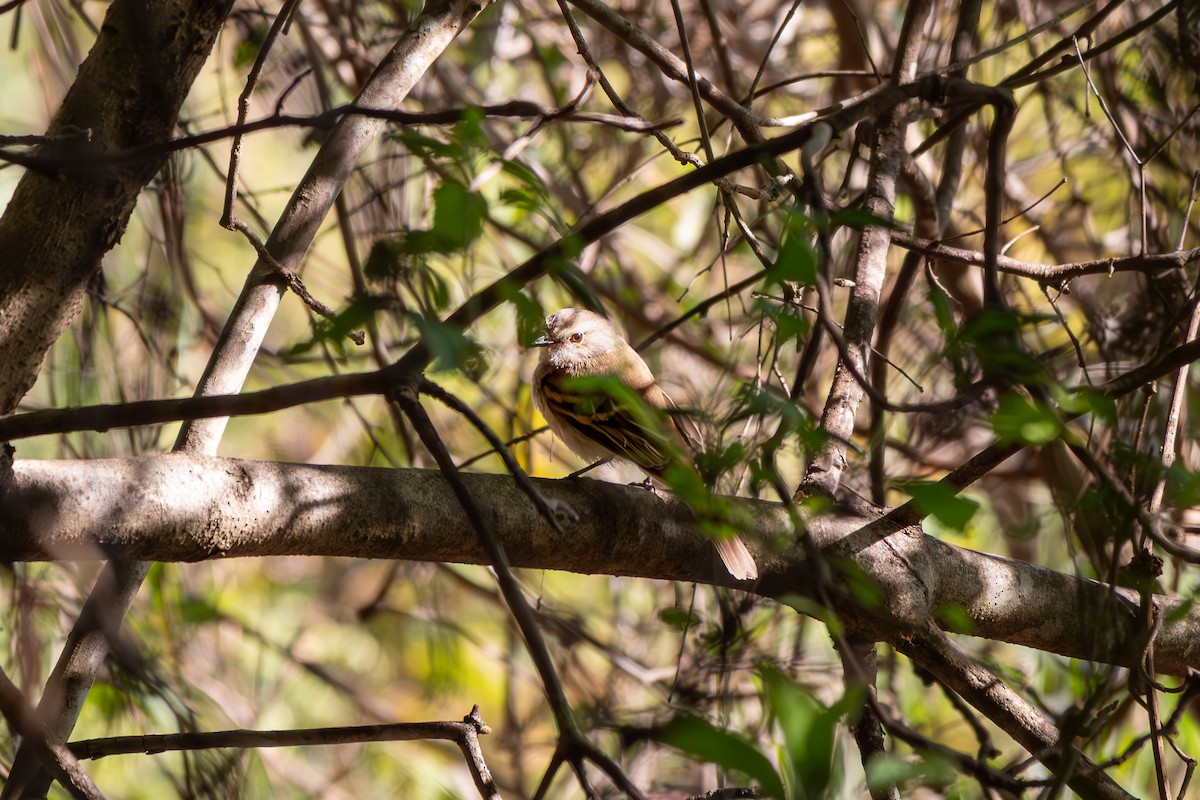 Fuscous Flycatcher - ML645915988