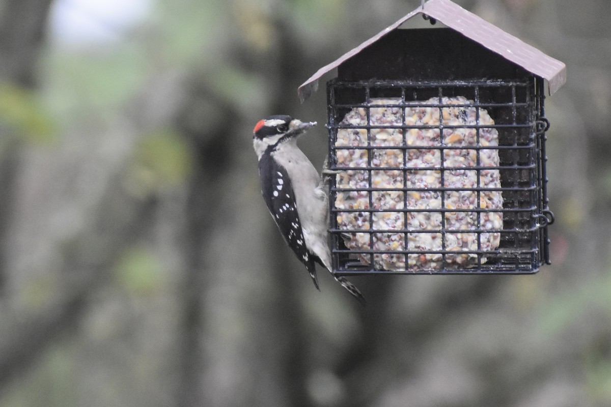 Downy Woodpecker - ML645915993