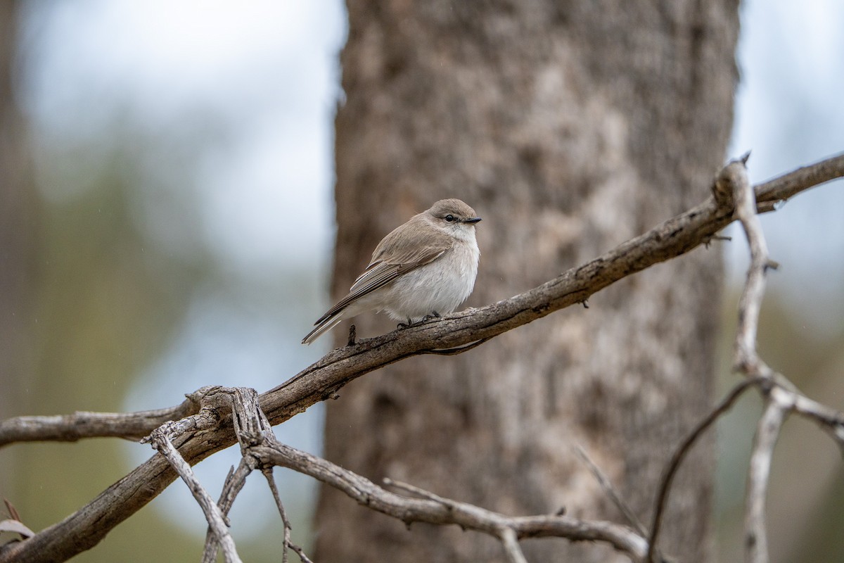 Avustalya Şakıcı Sinekkapanı - ML645915995