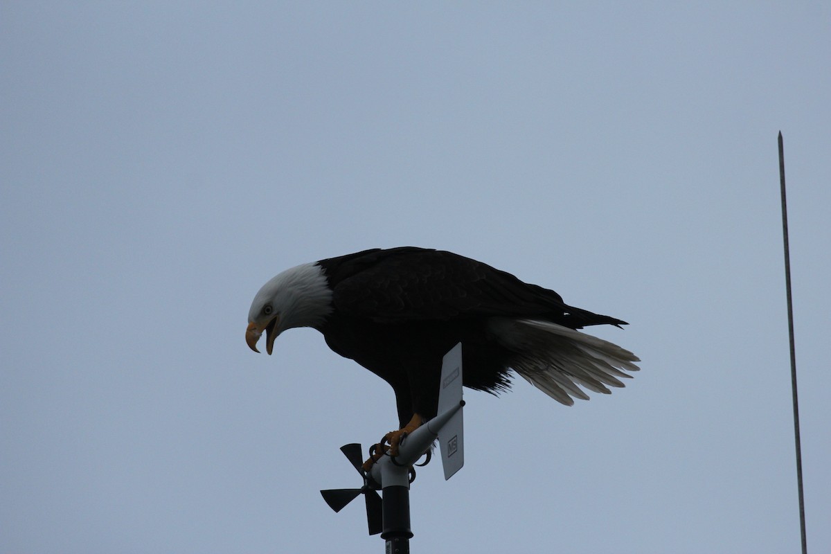 Bald Eagle - ML645916002