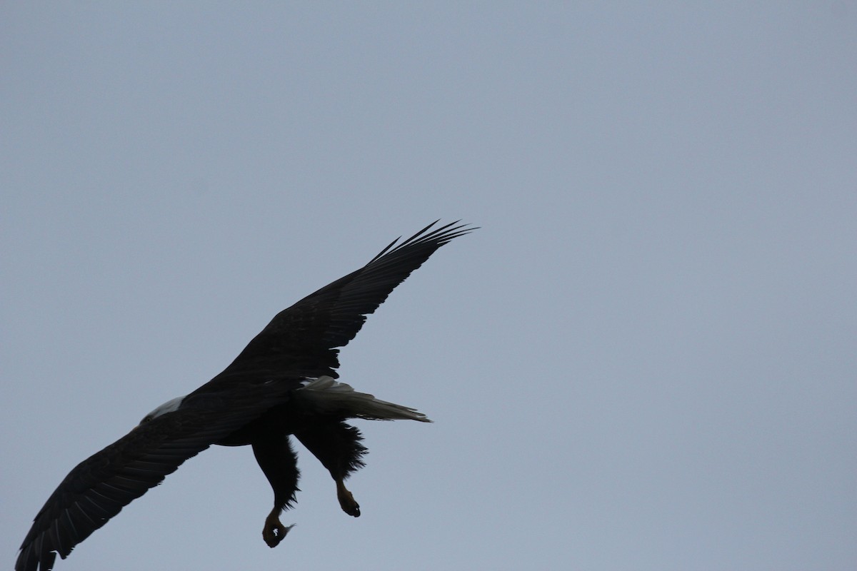 Bald Eagle - ML645916003